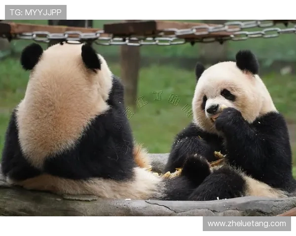 熊猫战士：守护绿色家园的国宝传奇